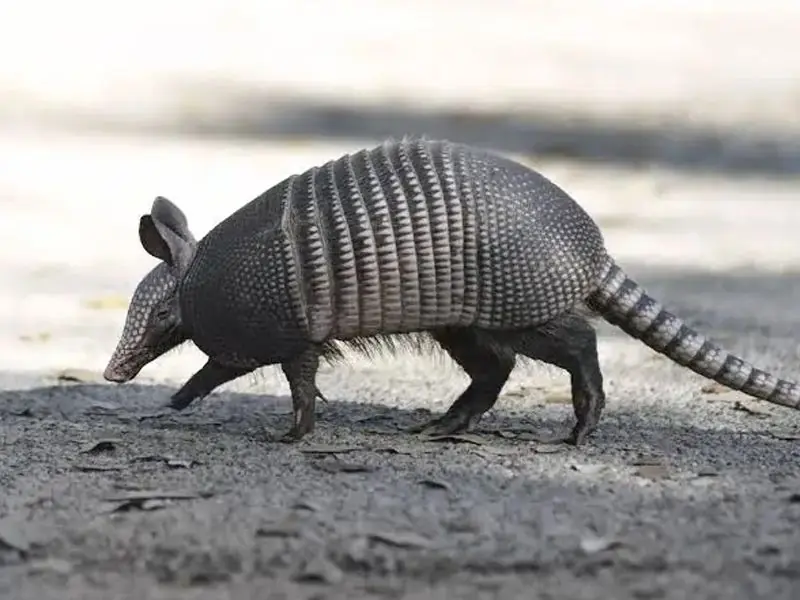 armadillo-removal